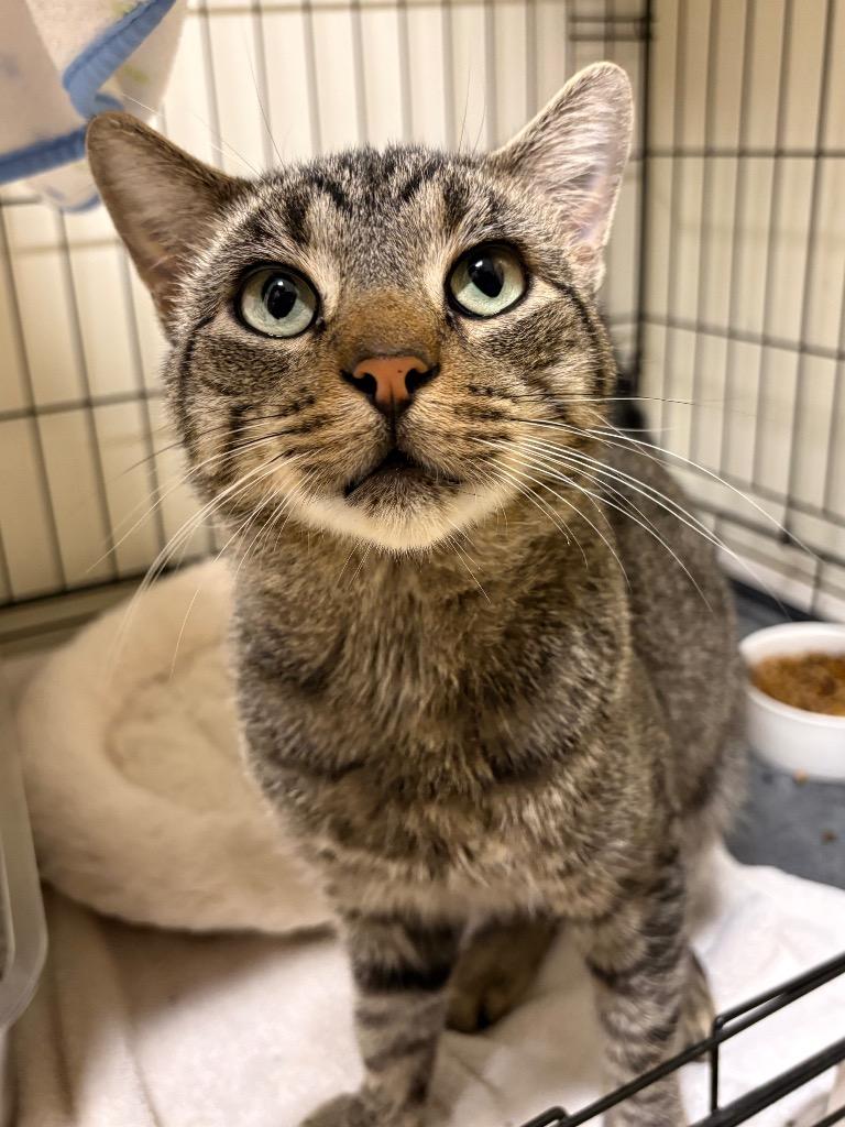 Enlarge Tobadiah, a Adoptable mixed breed in Fall River, MA image 4/5