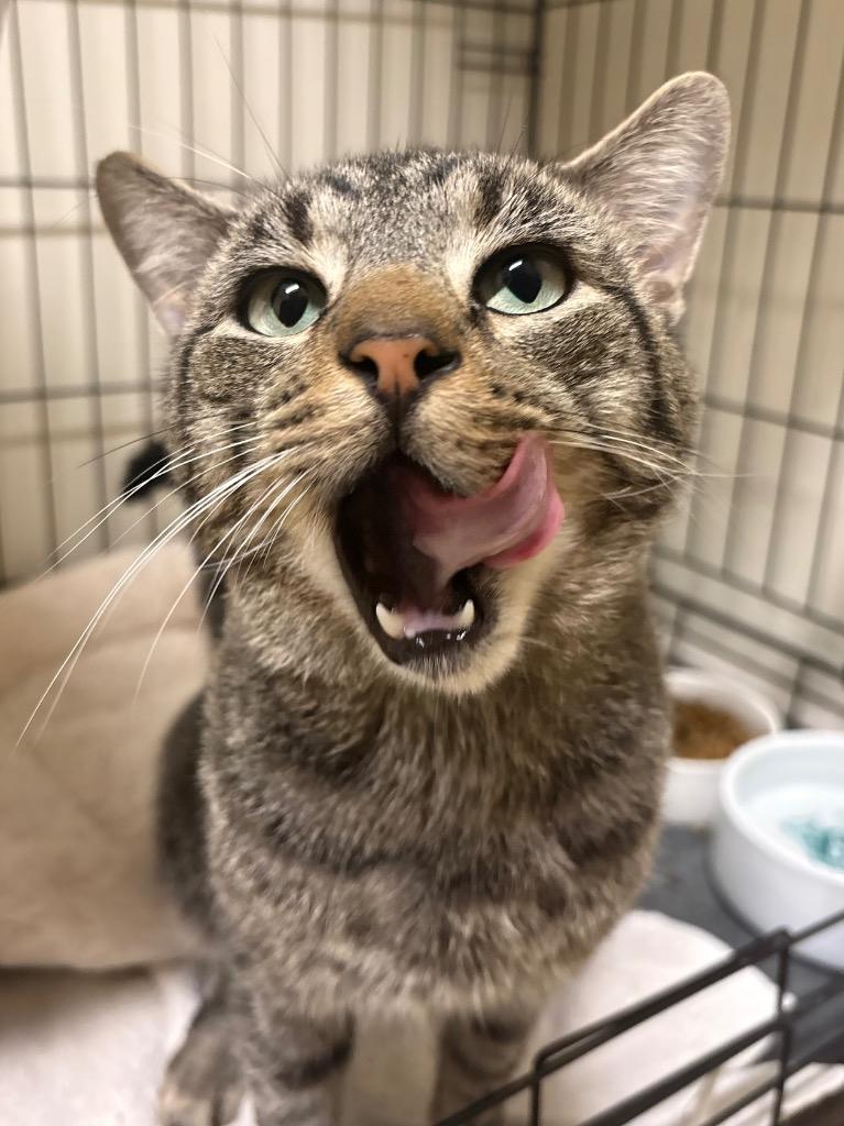 Enlarge Tobadiah, a Adoptable mixed breed in Fall River, MA image 5/5