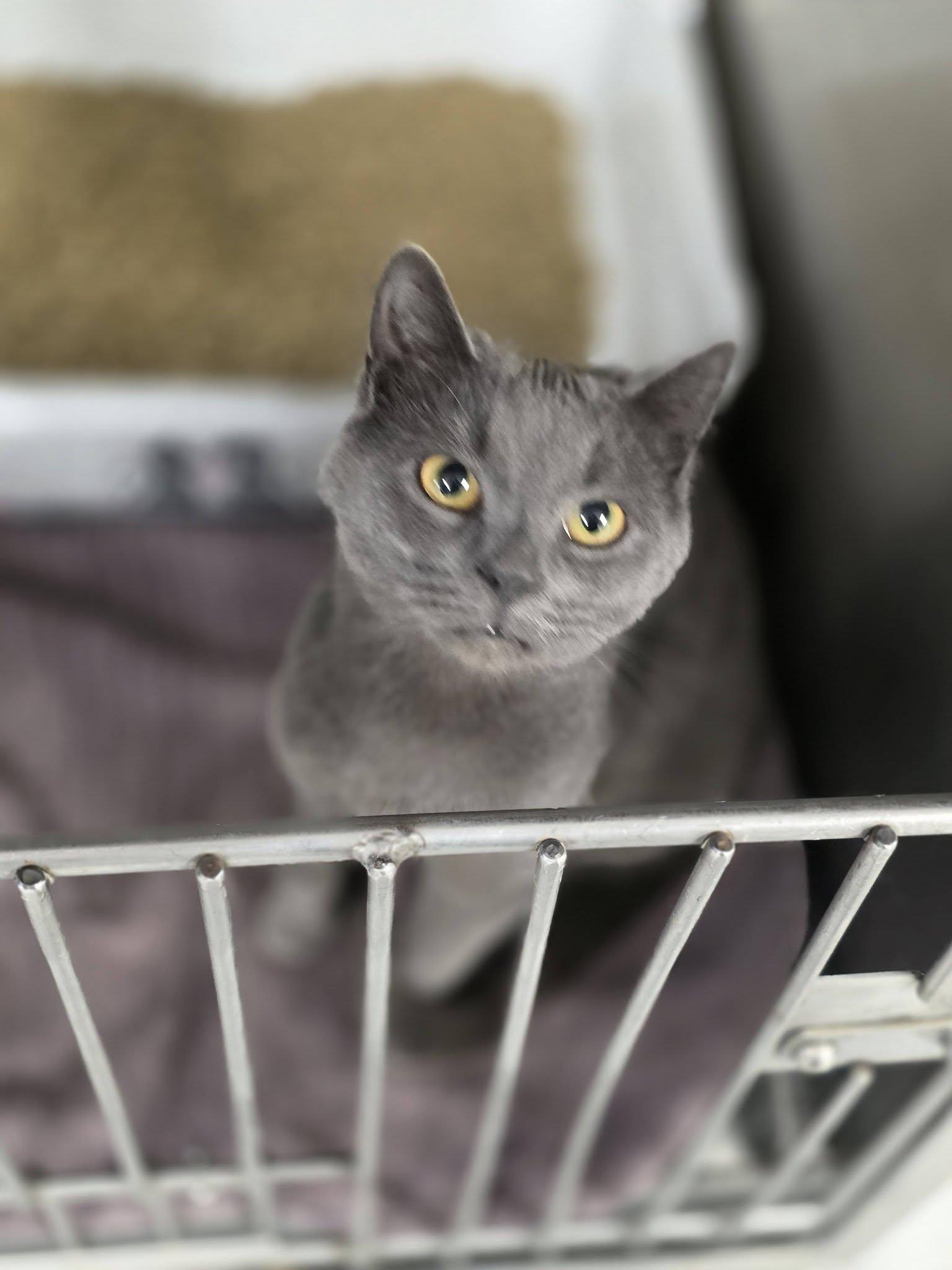 Enlarge Ziggy, an adopted Domestic Short Hair in Shelby, MI image 1/1