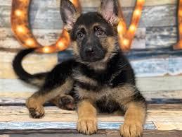 Enlarge Rookie-Pending!, a ADOPTABLE German Shepherd Dog in Detroit, MI image 1/1