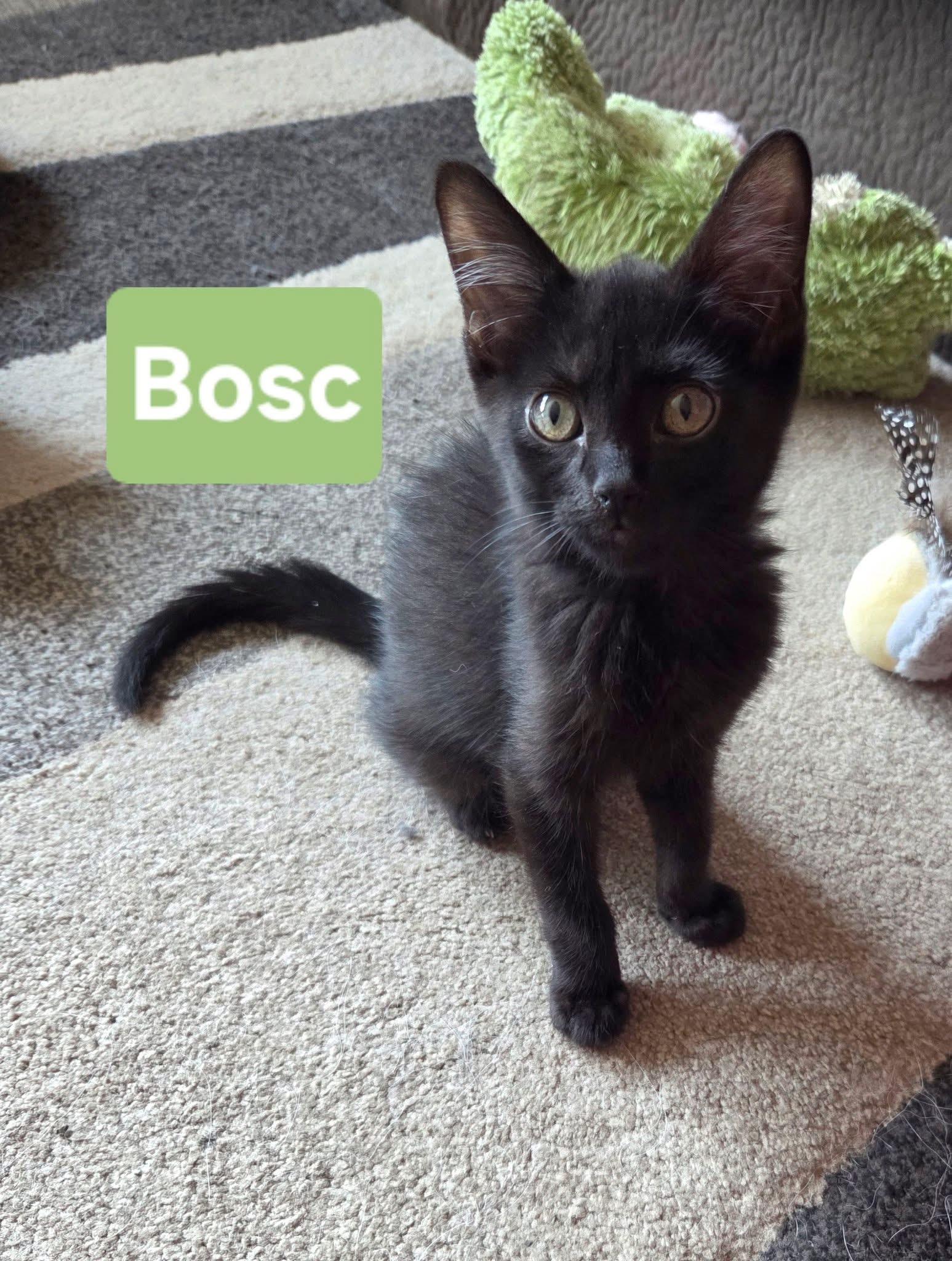 Bosc, Adoptable, Kitten Male Domestic Short Hair.