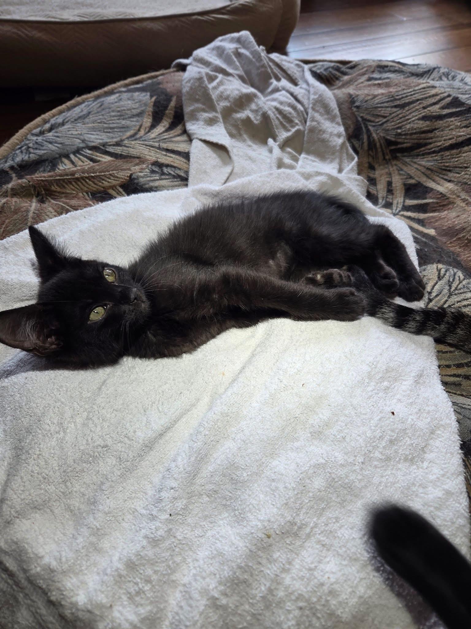 Enlarge Bosc, a Adoptable Domestic Short Hair in Manhattan, KS image 5/5
