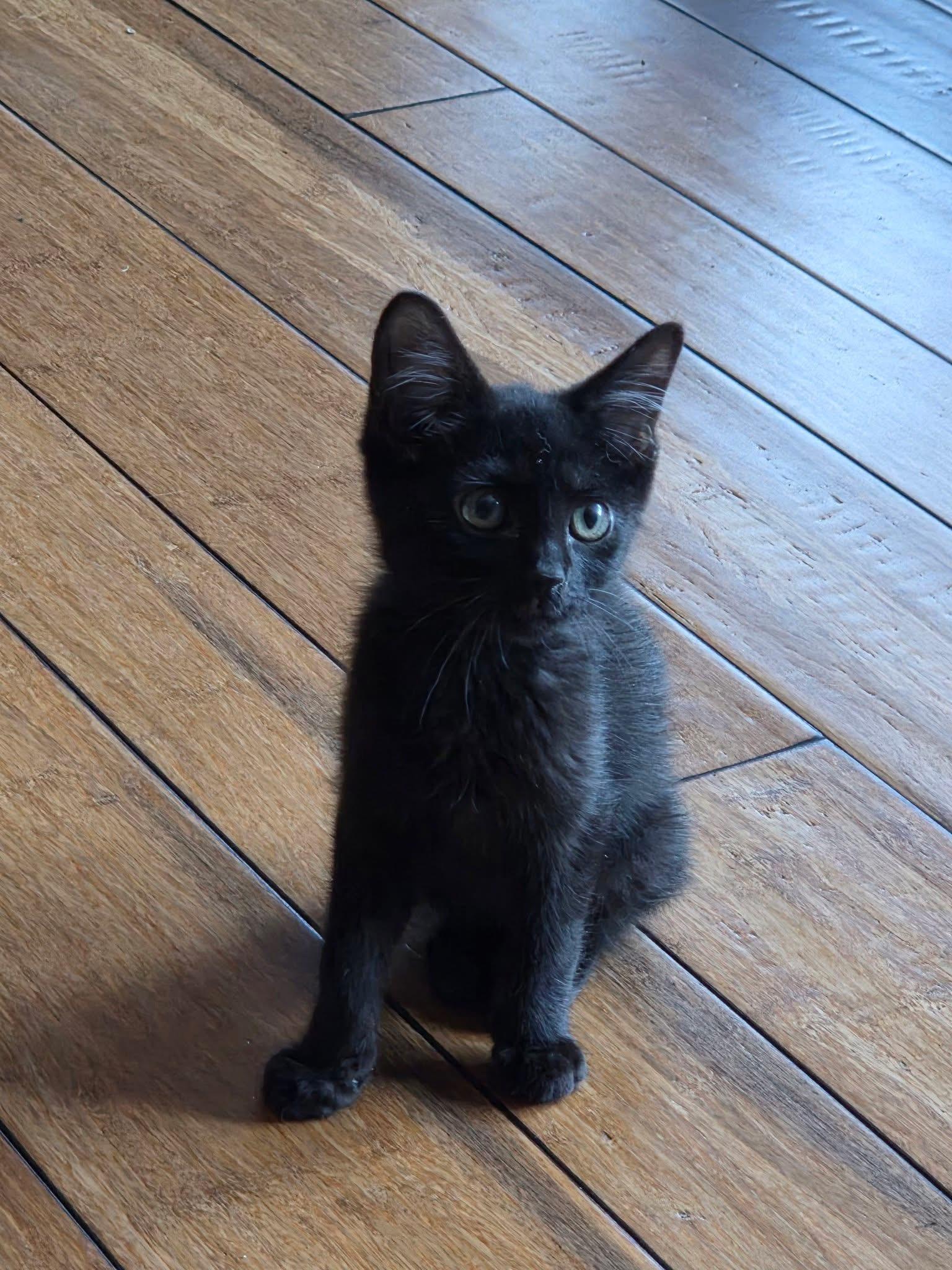 Enlarge Bosc, a Adoptable Domestic Short Hair in Manhattan, KS image 3/5
