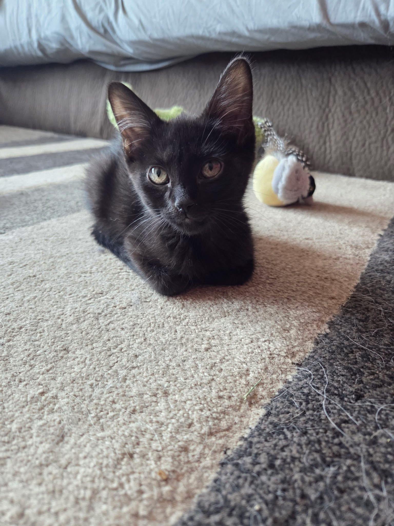 Enlarge Bosc, a Adoptable Domestic Short Hair in Manhattan, KS image 2/5