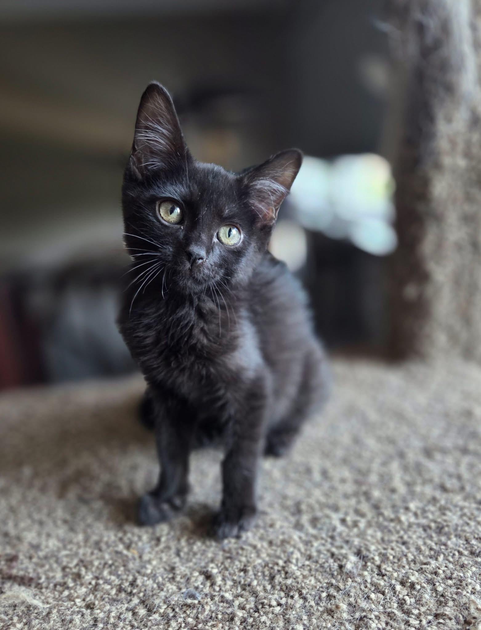 Enlarge Bosc, a Adoptable Domestic Short Hair in Manhattan, KS image 4/5