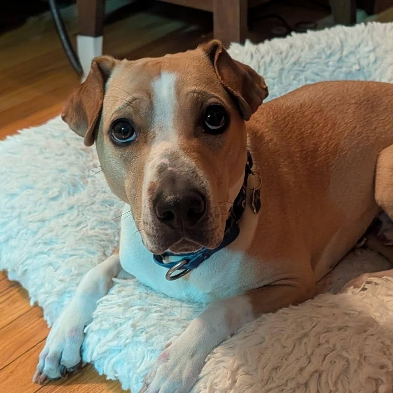 Enlarge Prince, a ADOPTABLE mixed breed in Grafton, OH image 1/3