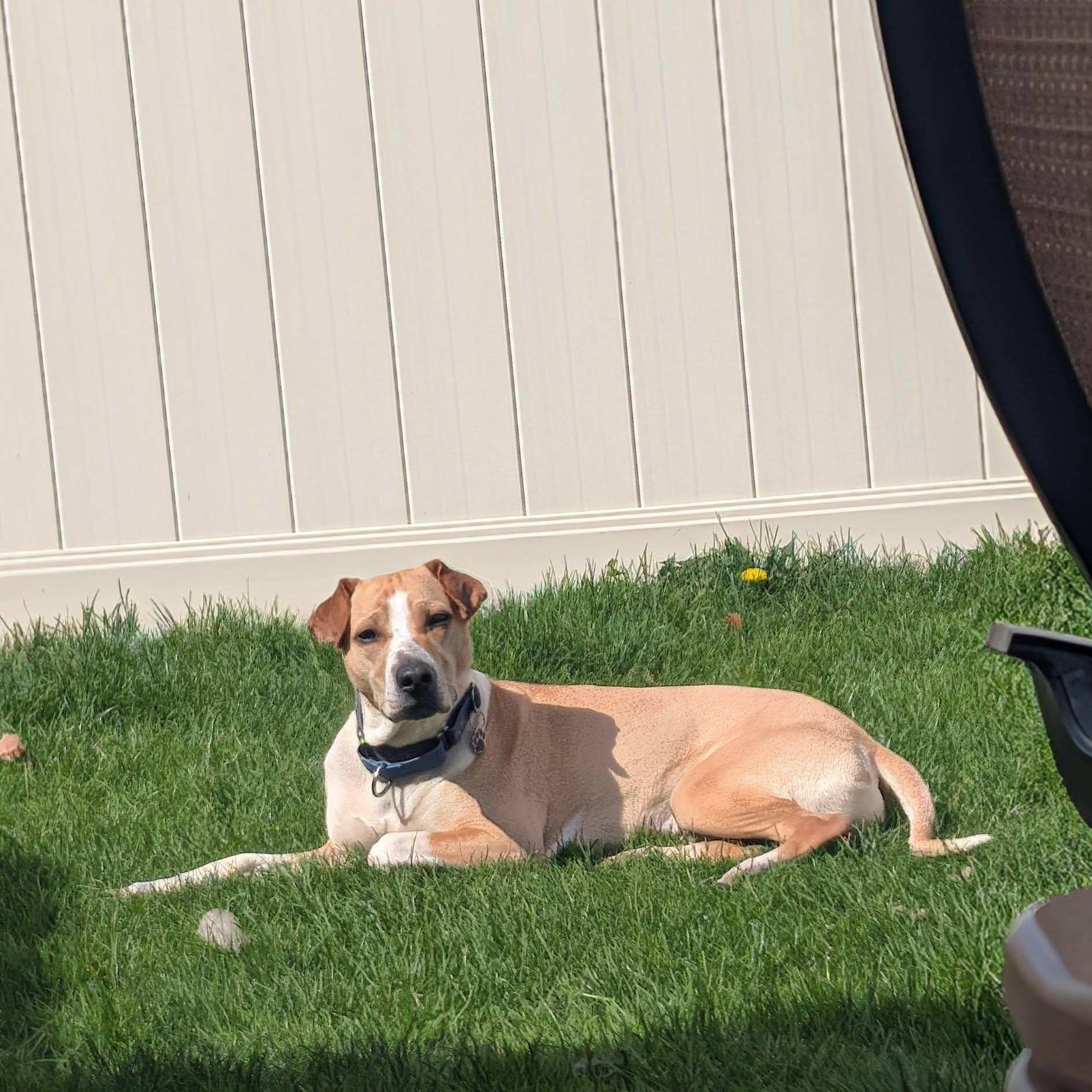 Enlarge Prince, a ADOPTABLE mixed breed in Grafton, OH image 3/3