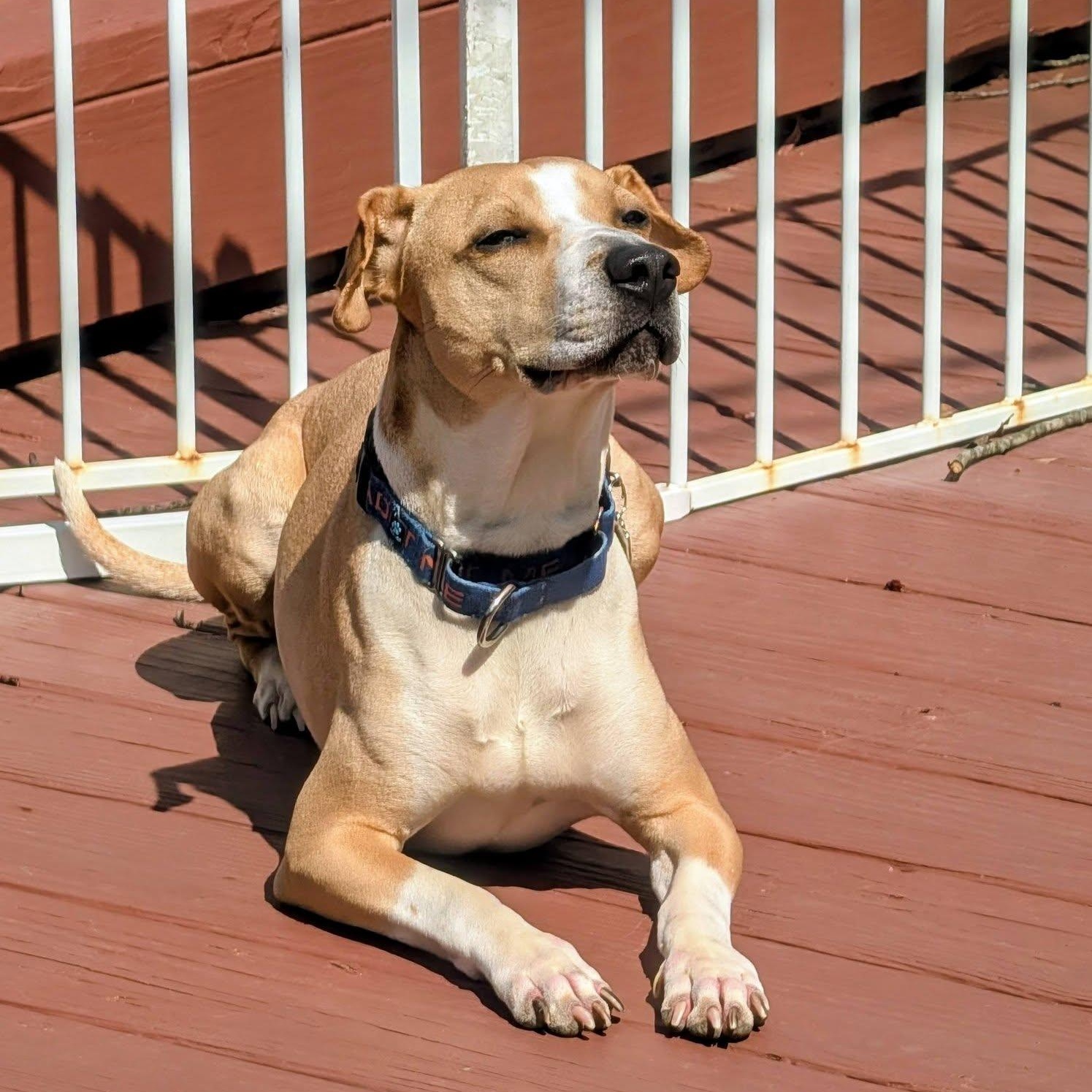 Enlarge Prince, a ADOPTABLE mixed breed in Grafton, OH image 2/3