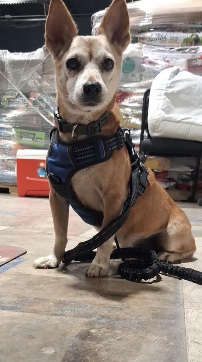 Banjo, ADOPTABLE, Adult Male Shiba Inu & Corgi.