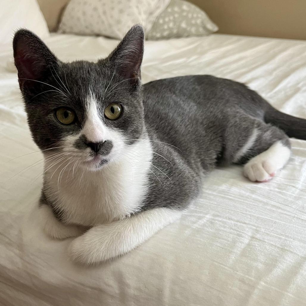 Shania, Adoptable, Kitten Female Domestic Short Hair.