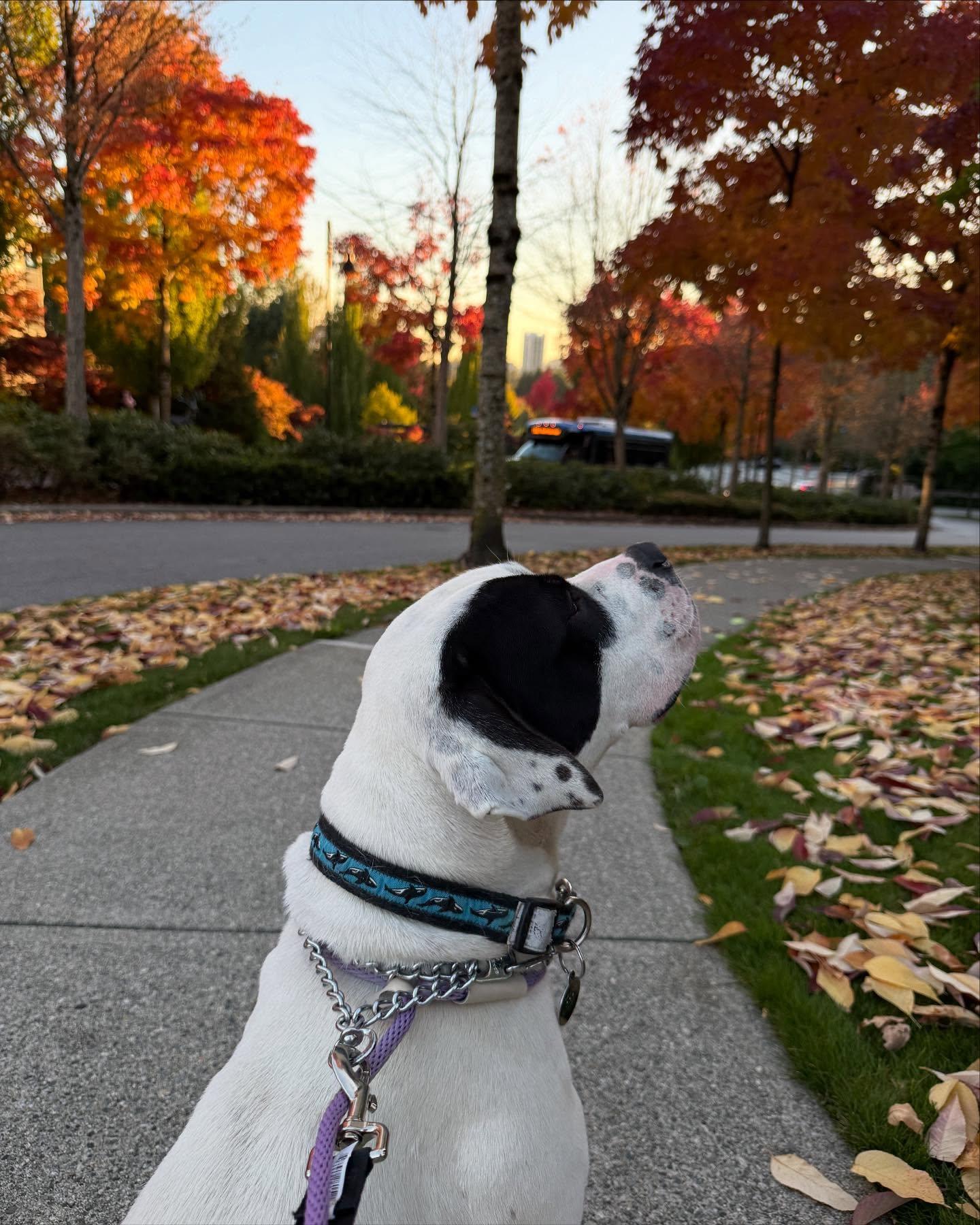 MOLLY, a Adoptable mixed breed in Coquitlam, BC image 2/6