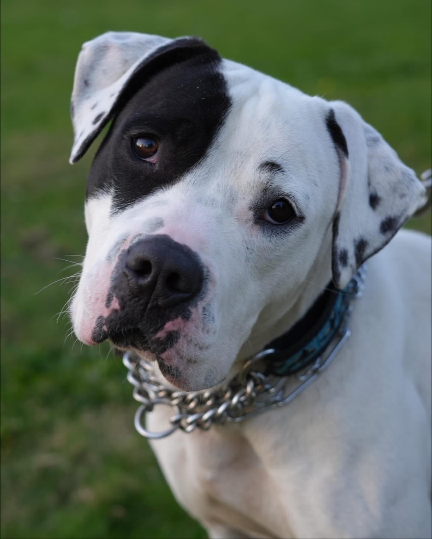 MOLLY, a Adoptable mixed breed in Coquitlam, BC image 3/6