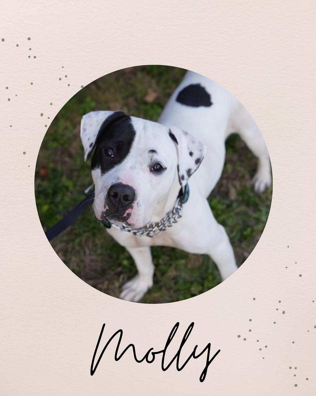 MOLLY, Adoptable, Young Female Pit Bull Terrier.