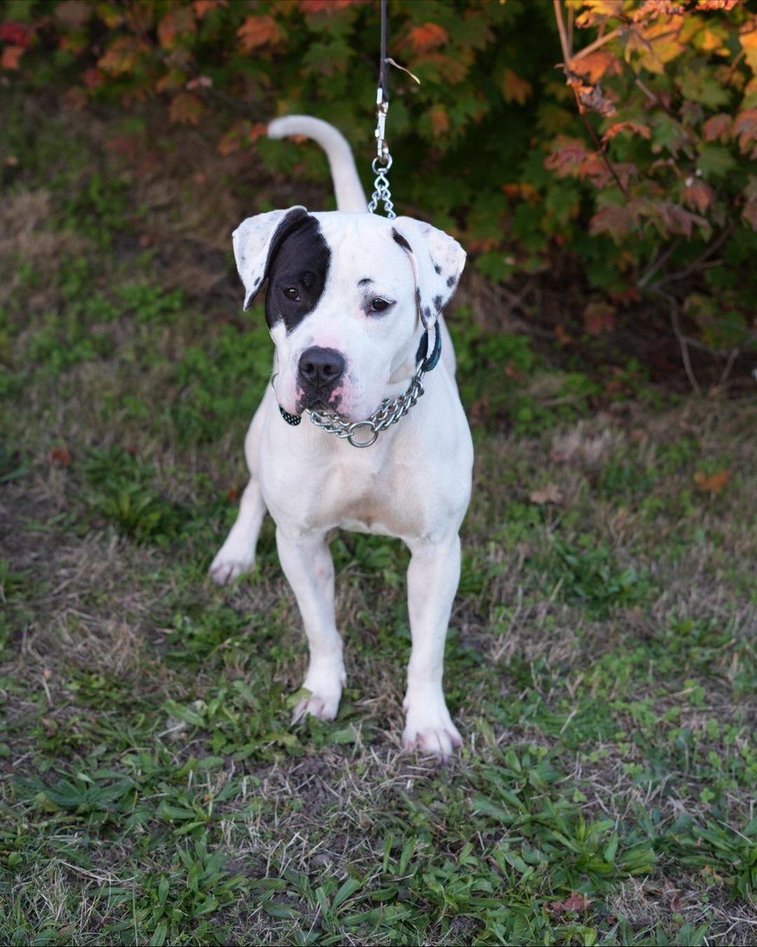 MOLLY, a Adoptable mixed breed in Coquitlam, BC image 6/6