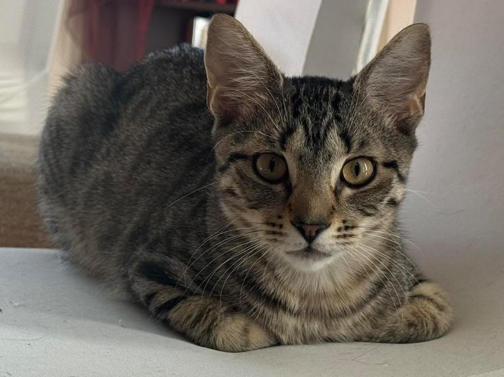 Bach, Adoptable, Young Male Domestic Medium Hair.