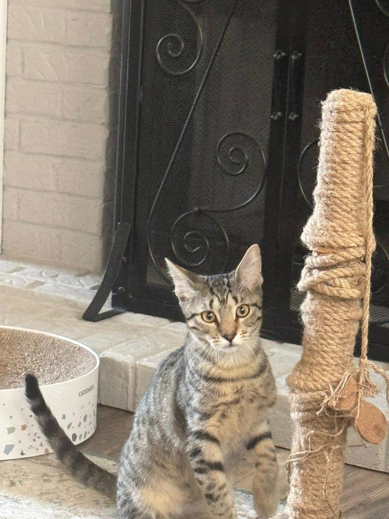 Bach, Adoptable, Young Male Domestic Medium Hair.