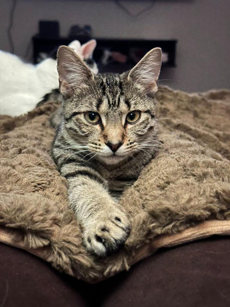 Bach, a Adoptable mixed breed image 3/5