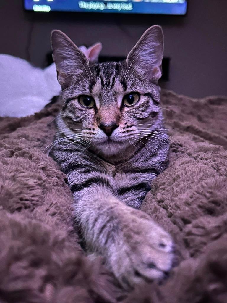 Bach, a Adoptable mixed breed image 4/5