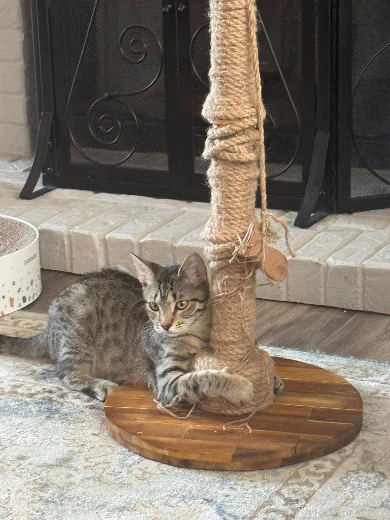 Bach, a Adoptable mixed breed image 5/5