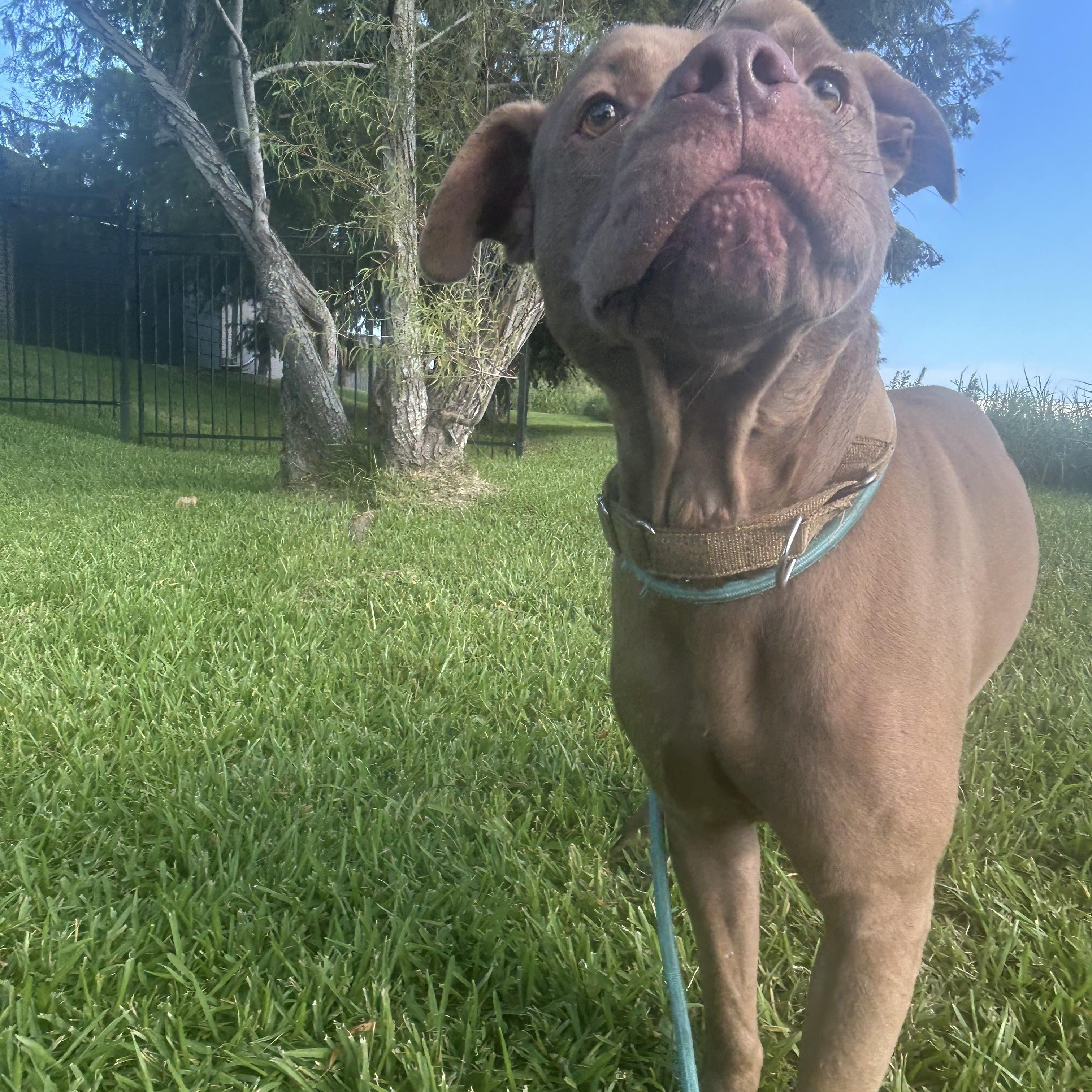 Enlarge Mikey, a Adoptable mixed breed in Pearland, TX image 2/5