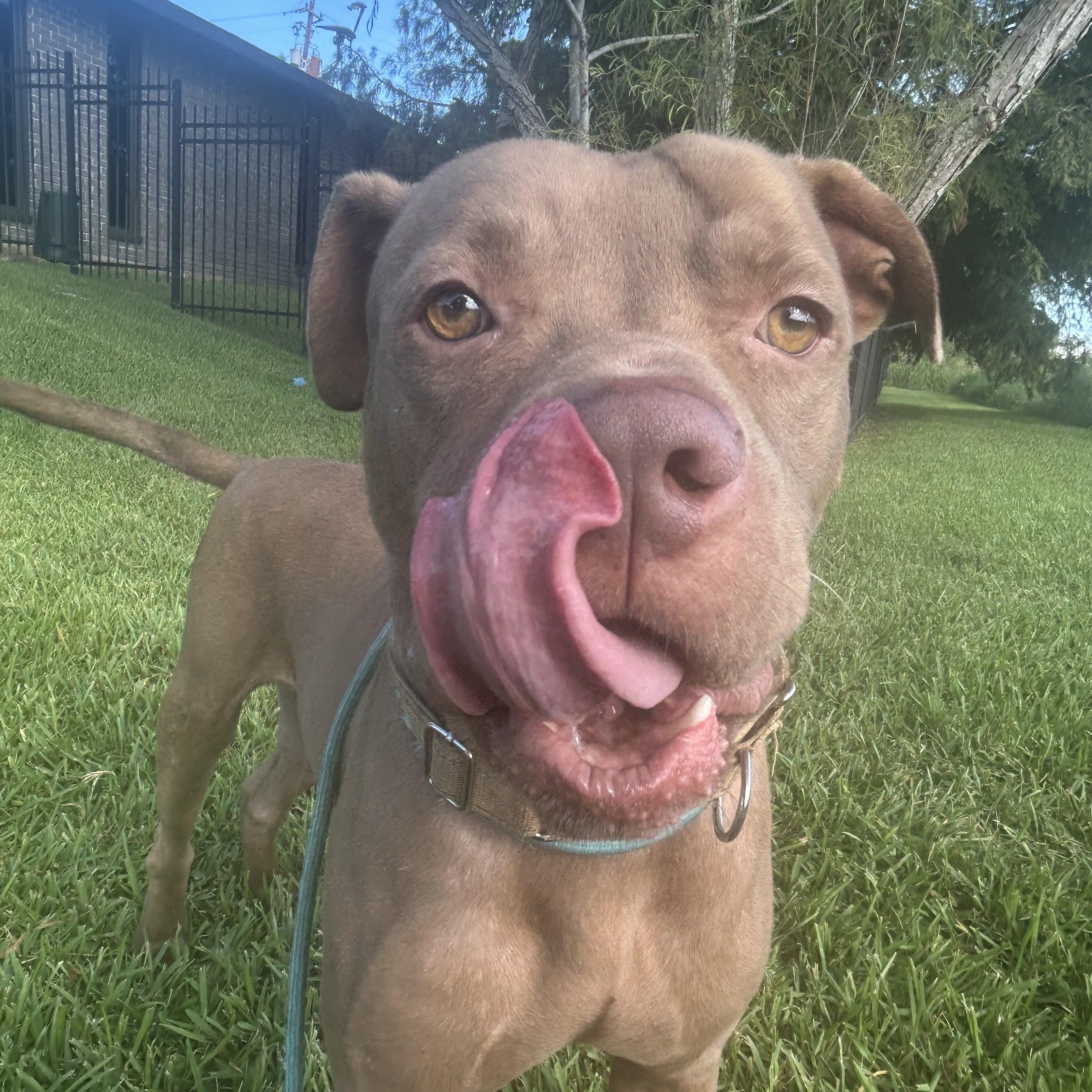 Enlarge Mikey, a Adoptable mixed breed in Pearland, TX image 3/5