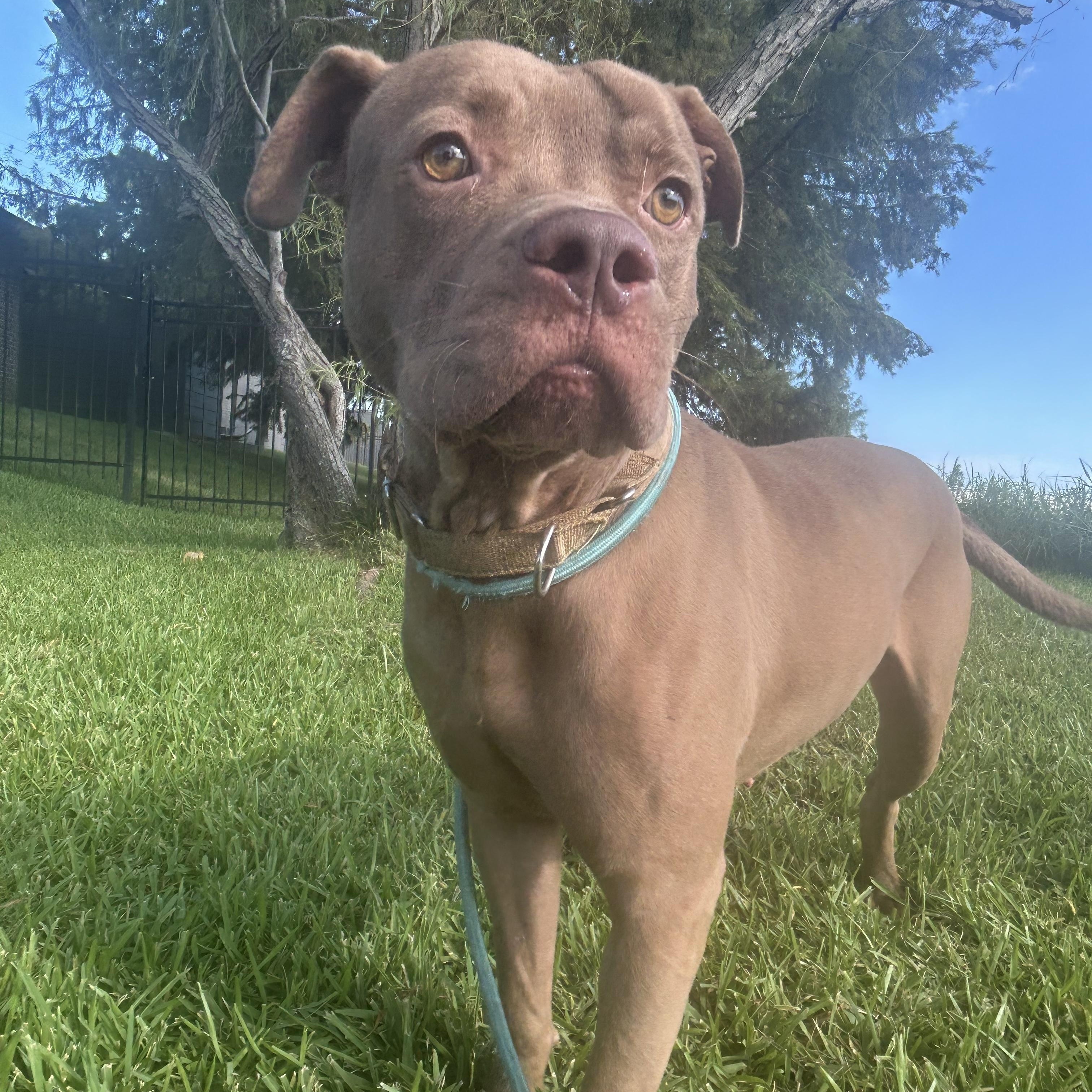 Enlarge Mikey, a Adoptable mixed breed in Pearland, TX image 5/5