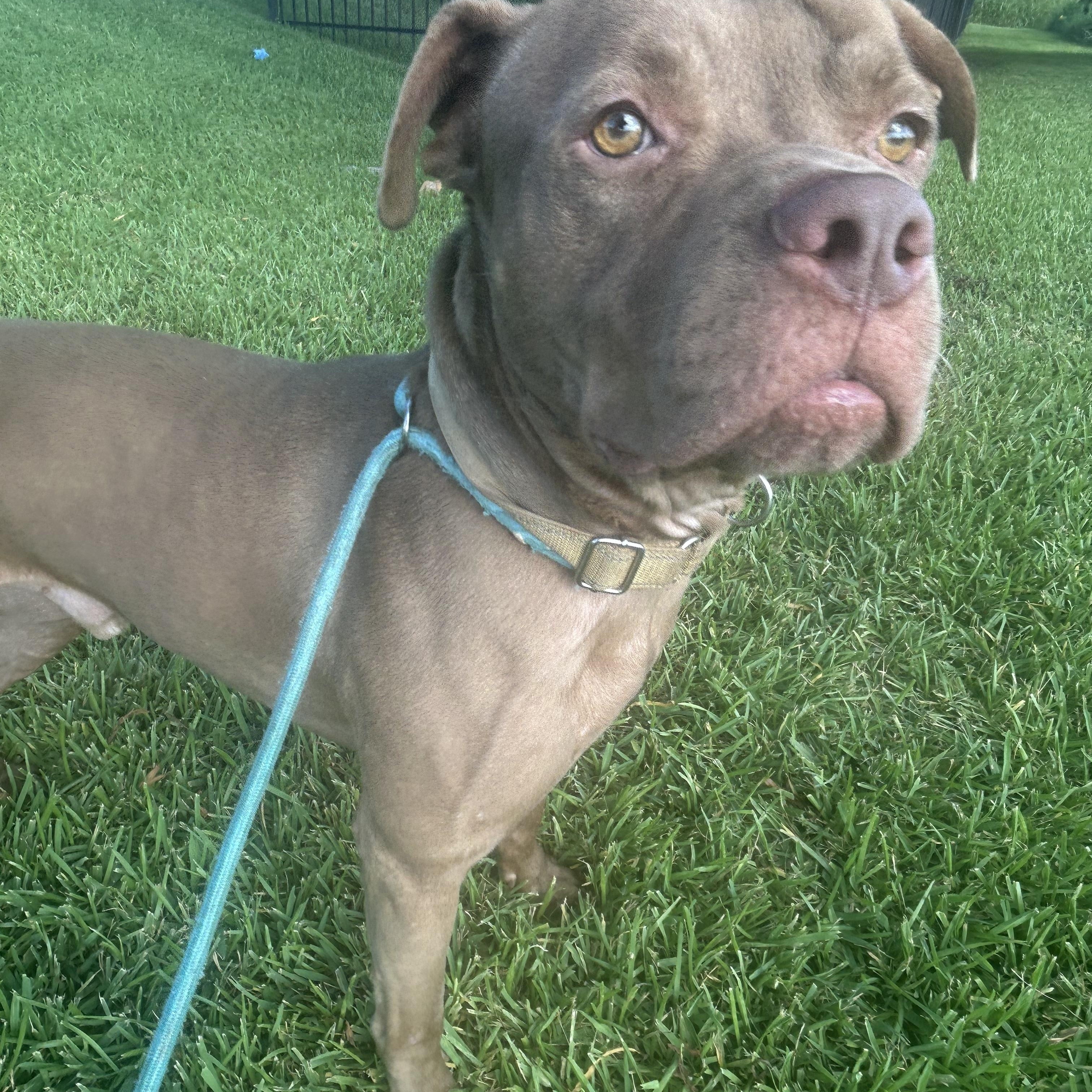 Enlarge Mikey, a Adoptable mixed breed in Pearland, TX image 4/5