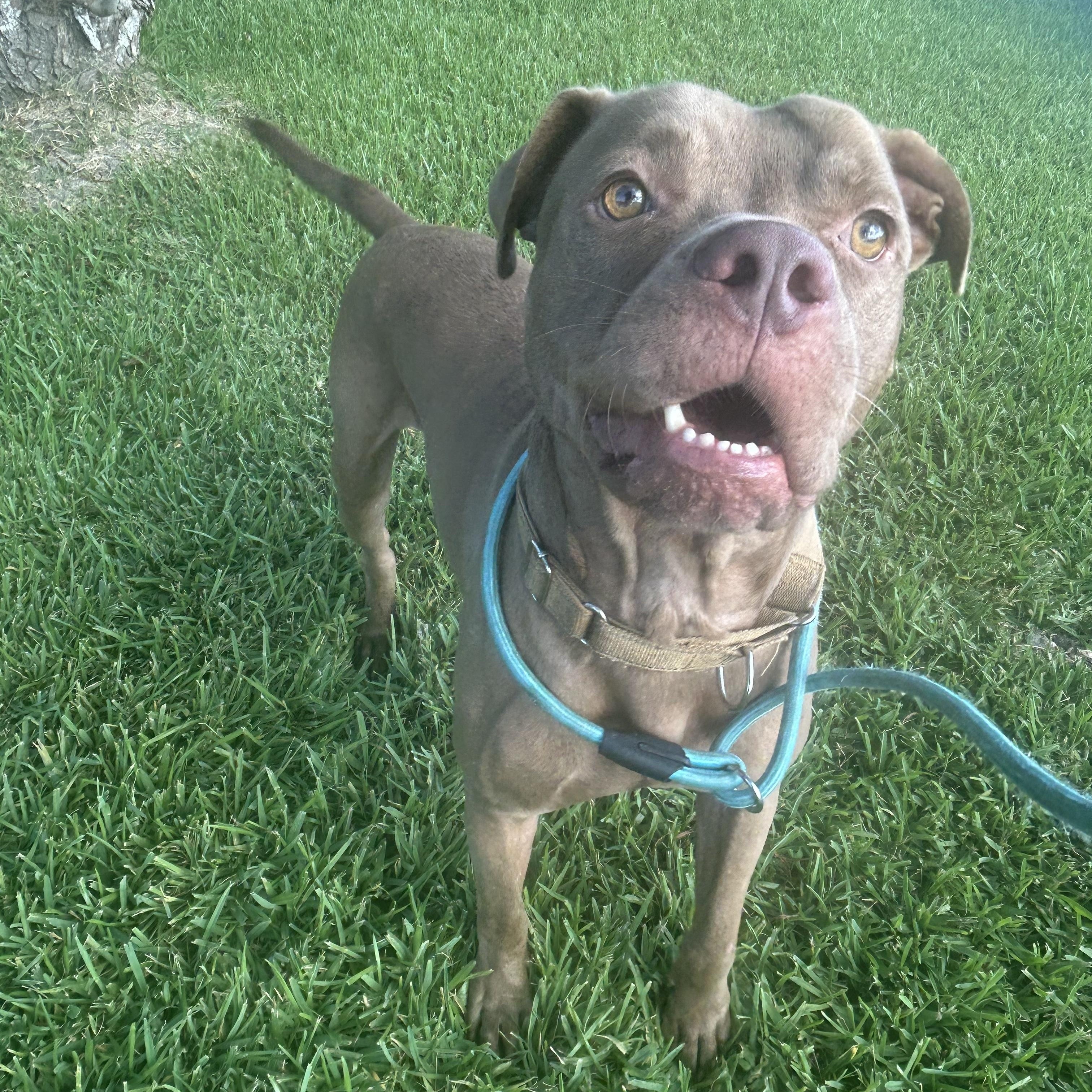 Mikey, Adoptable, Adult Male Pit Bull Terrier.