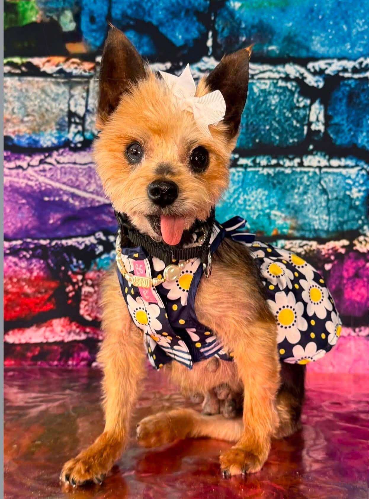 Emberly, Adoptable, Senior Female Yorkshire Terrier.