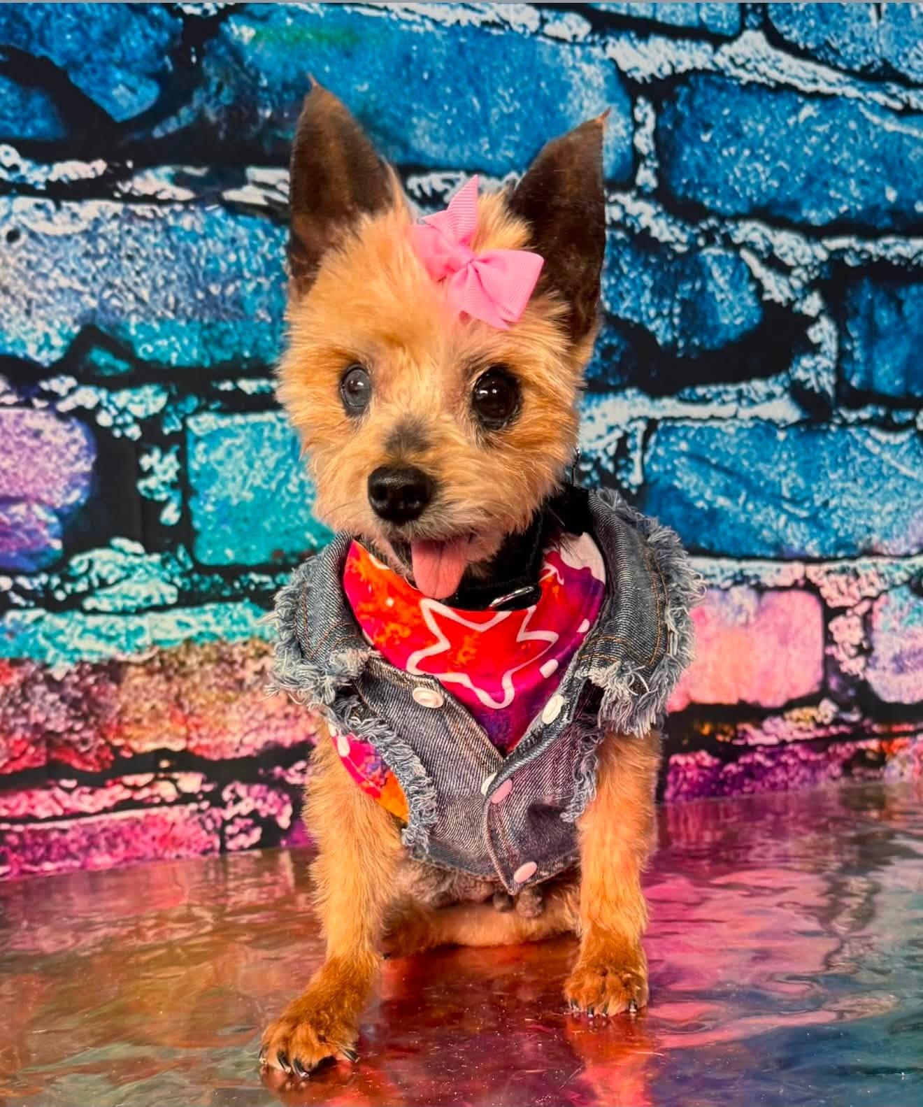 Emberly, a Adoptable Yorkshire Terrier in Fairmont, WV image 2/3