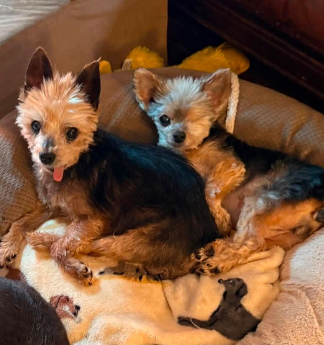 Emberly, a Adoptable Yorkshire Terrier in Fairmont, WV image 3/3