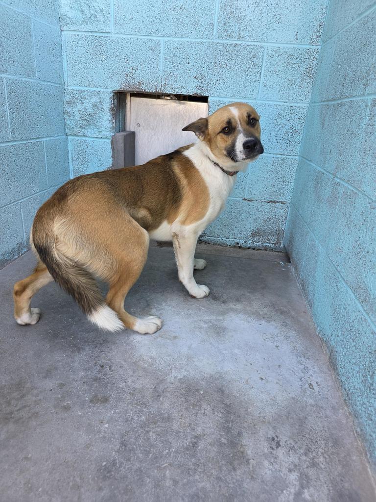 Shy Guy, Adoptable, Puppy Male Mixed Breed.