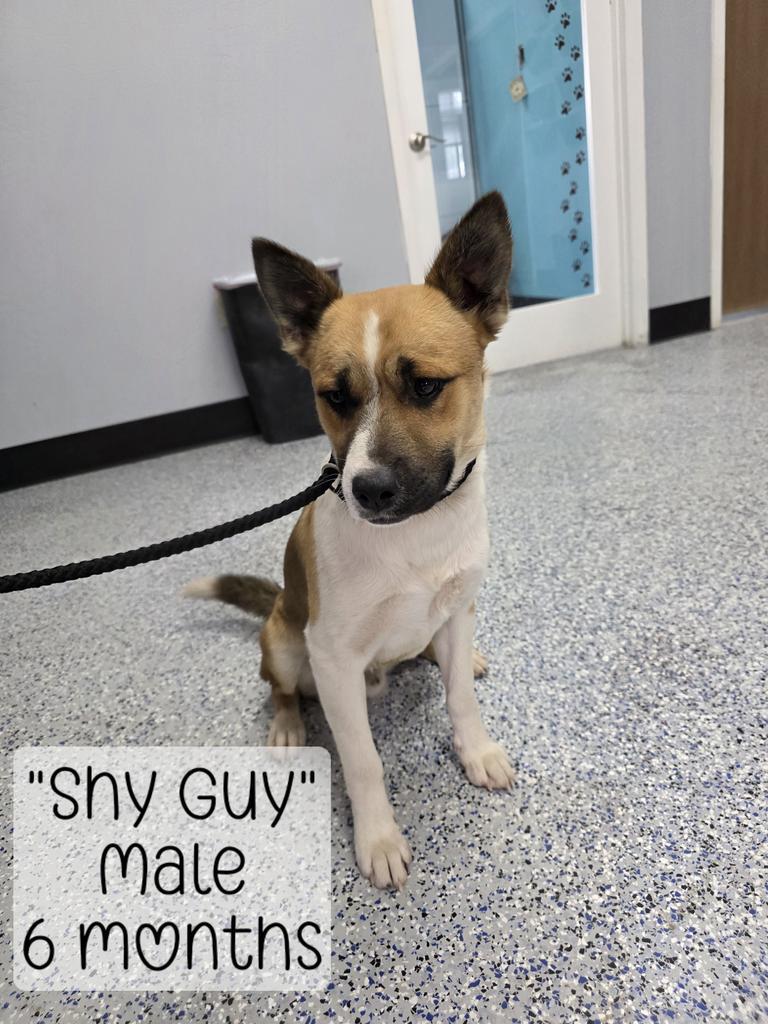 Enlarge Shy Guy, a Adoptable mixed breed in Holbrook, AZ image 2/2