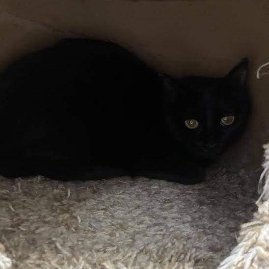 Enlarge Spotless, a ADOPTABLE American Shorthair in Blue Earth, MN image 1/1