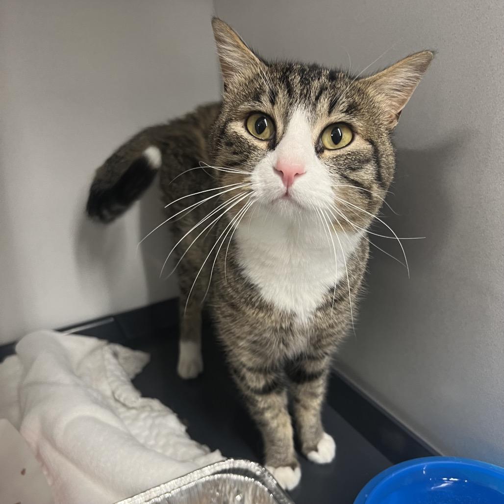 Speed Racer, Adoptable, Adult Male Domestic Short Hair.