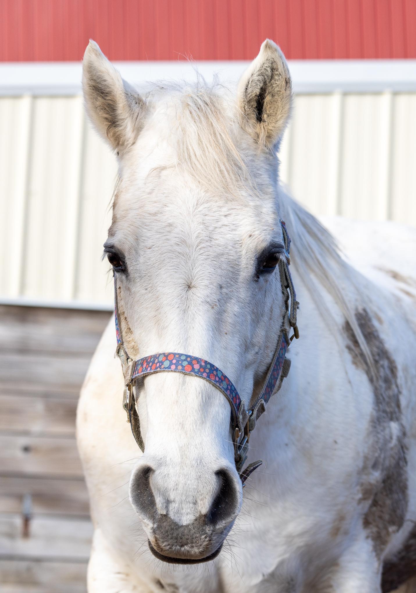 Gracie, a Adoptable Quarterhorse in Elkhart Lake, WI image 1/6