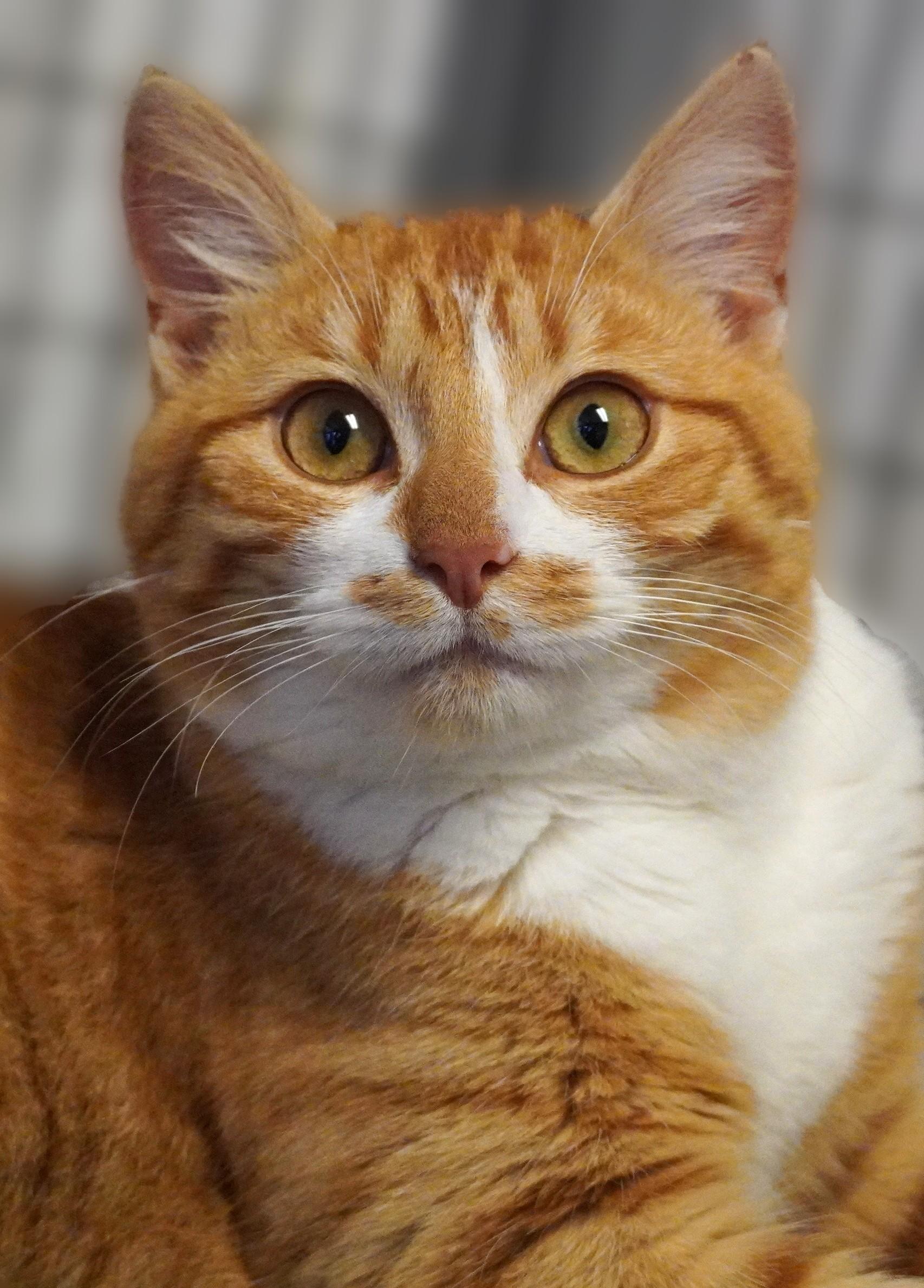 Anko, ADOPTABLE, Young Male Domestic Short Hair.