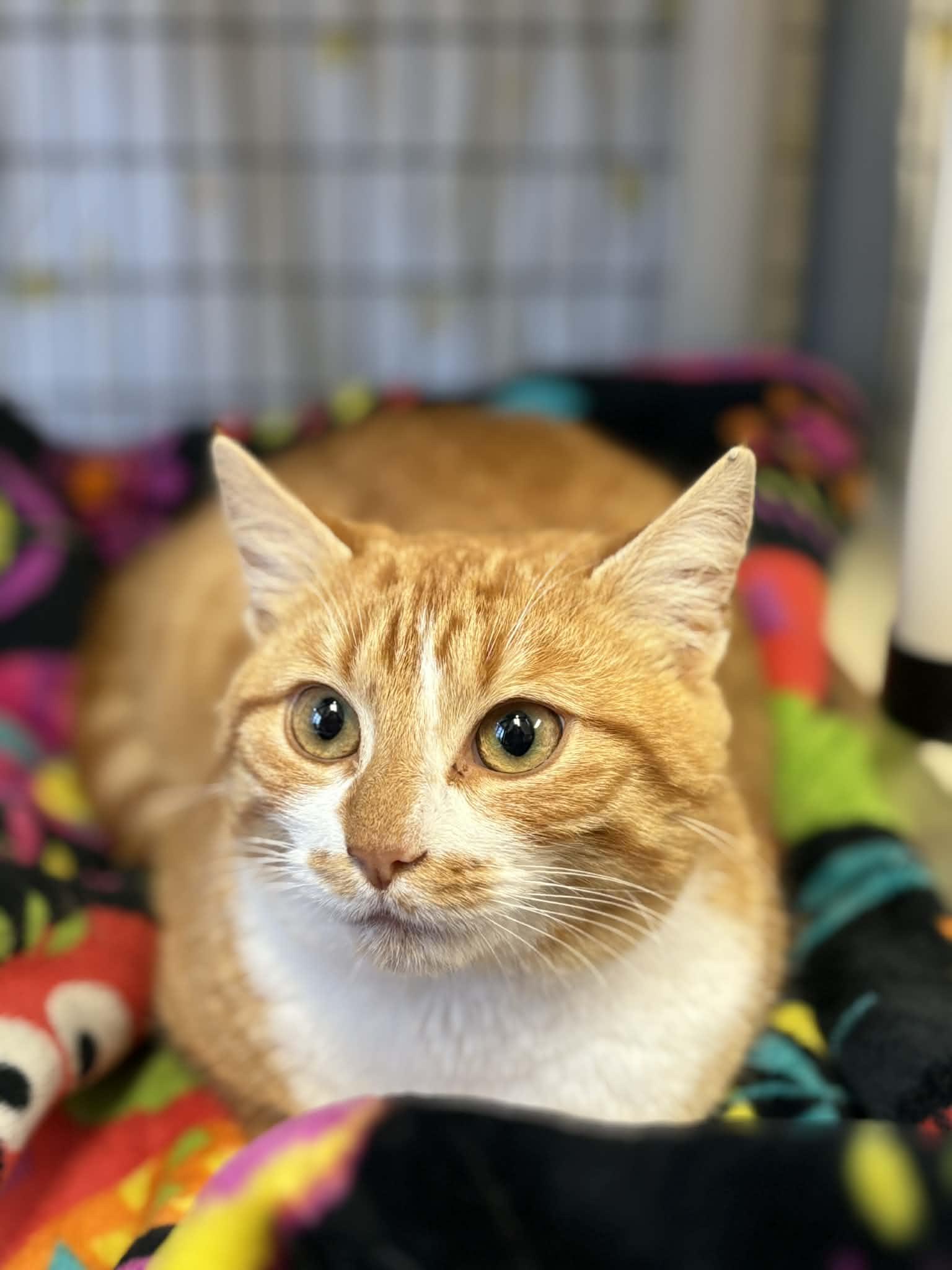 Anko, a ADOPTABLE mixed breed in Grants Pass, OR image 2/3