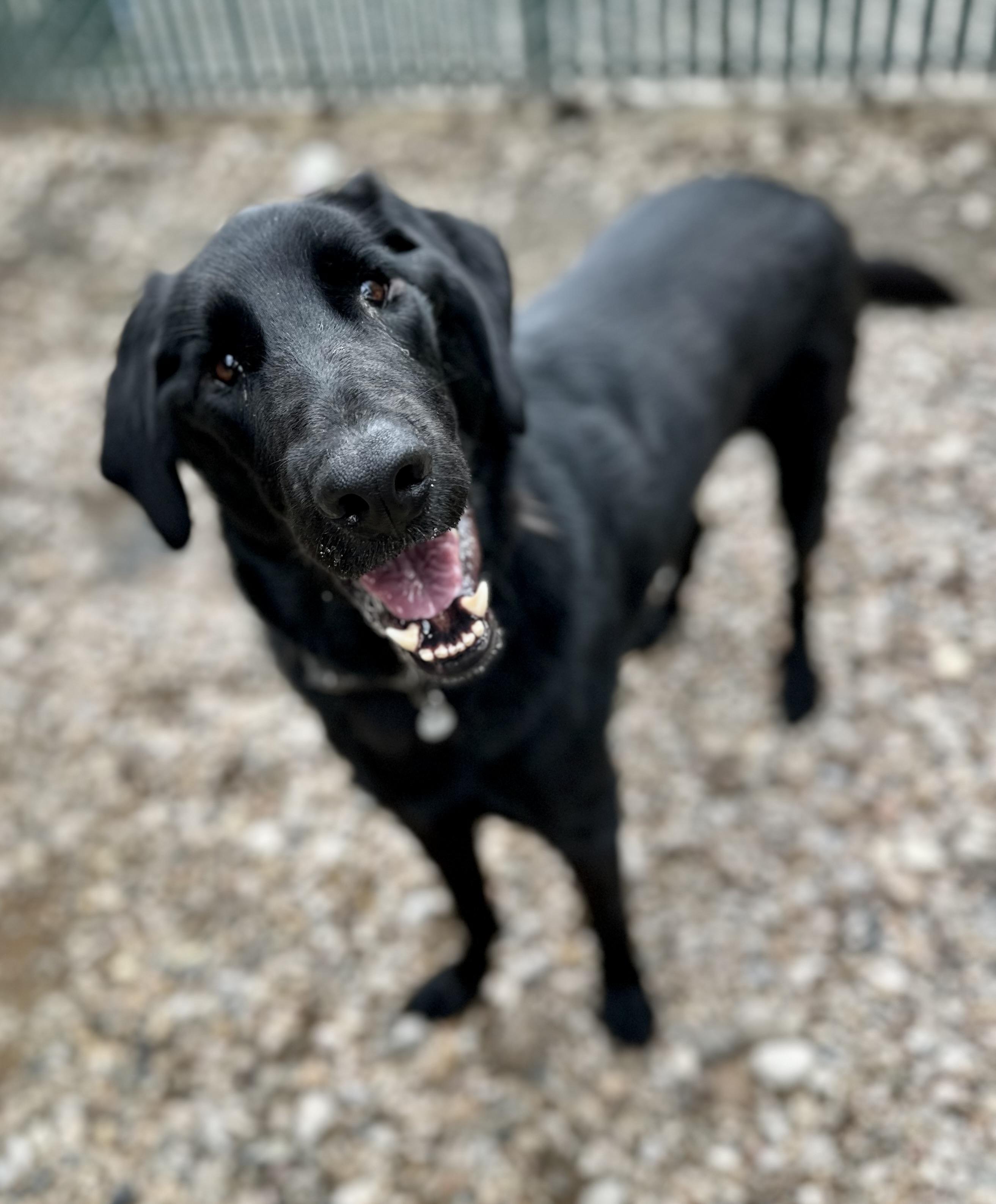 Jasper, Adult Male Black Labrador Retriever