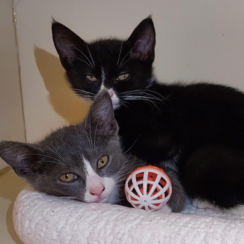 Nita, a Adoptable Domestic Short Hair in Dayton, OH image 1/3