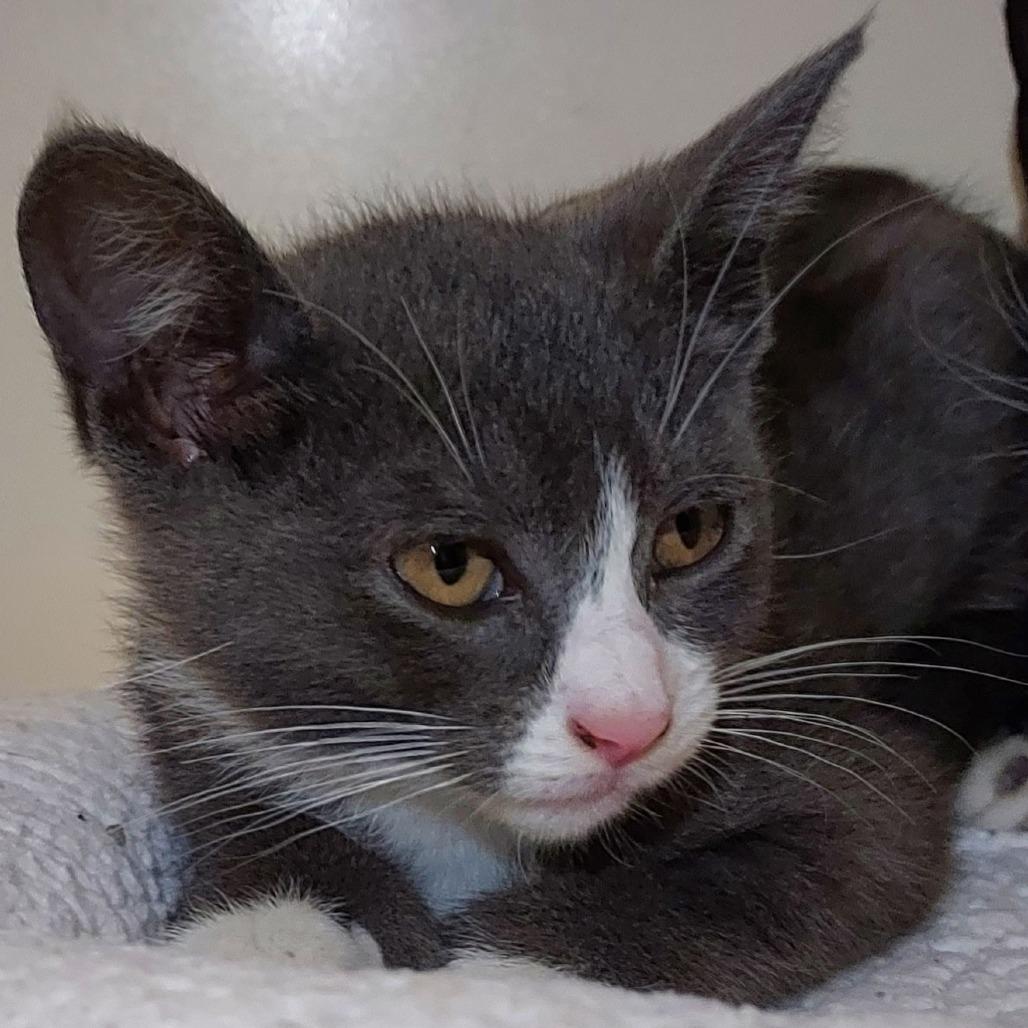 Nita, a Adoptable Domestic Short Hair in Dayton, OH image 3/3
