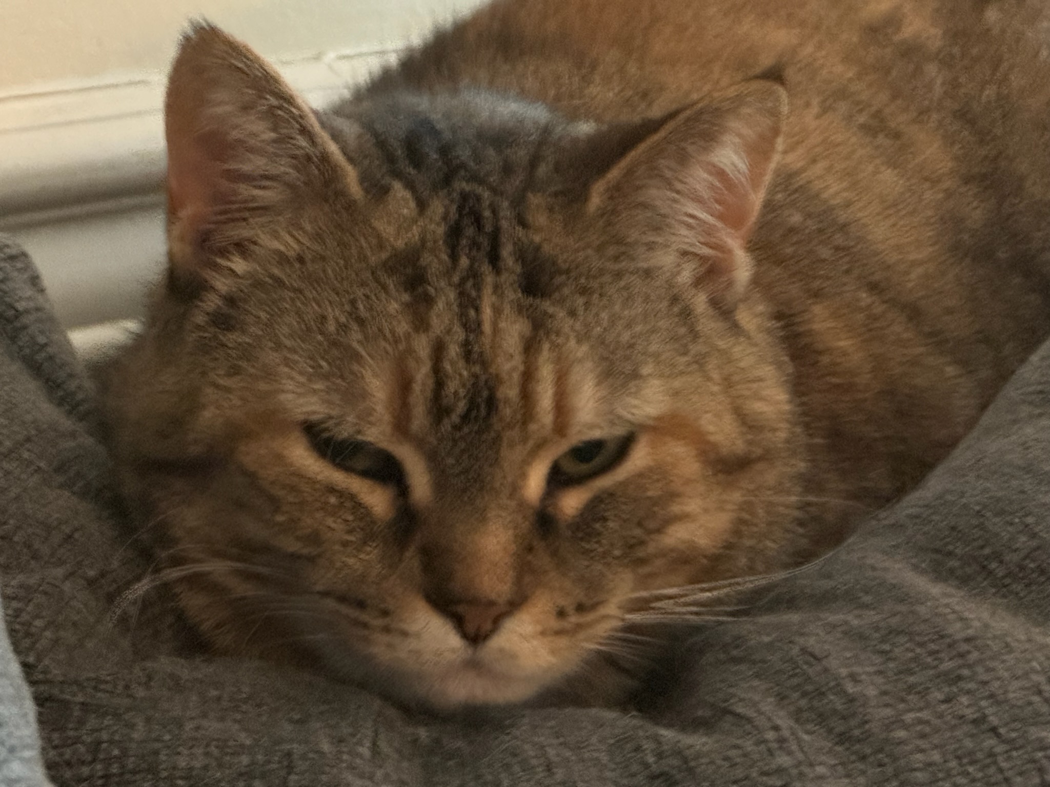 Enlarge Oakley, a Adoptable Tabby in Logansport, IN image 1/1