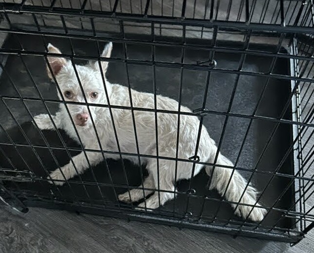 Enlarge Westin, a Adopted Mixed Breed in Logansport, IN image 1/1