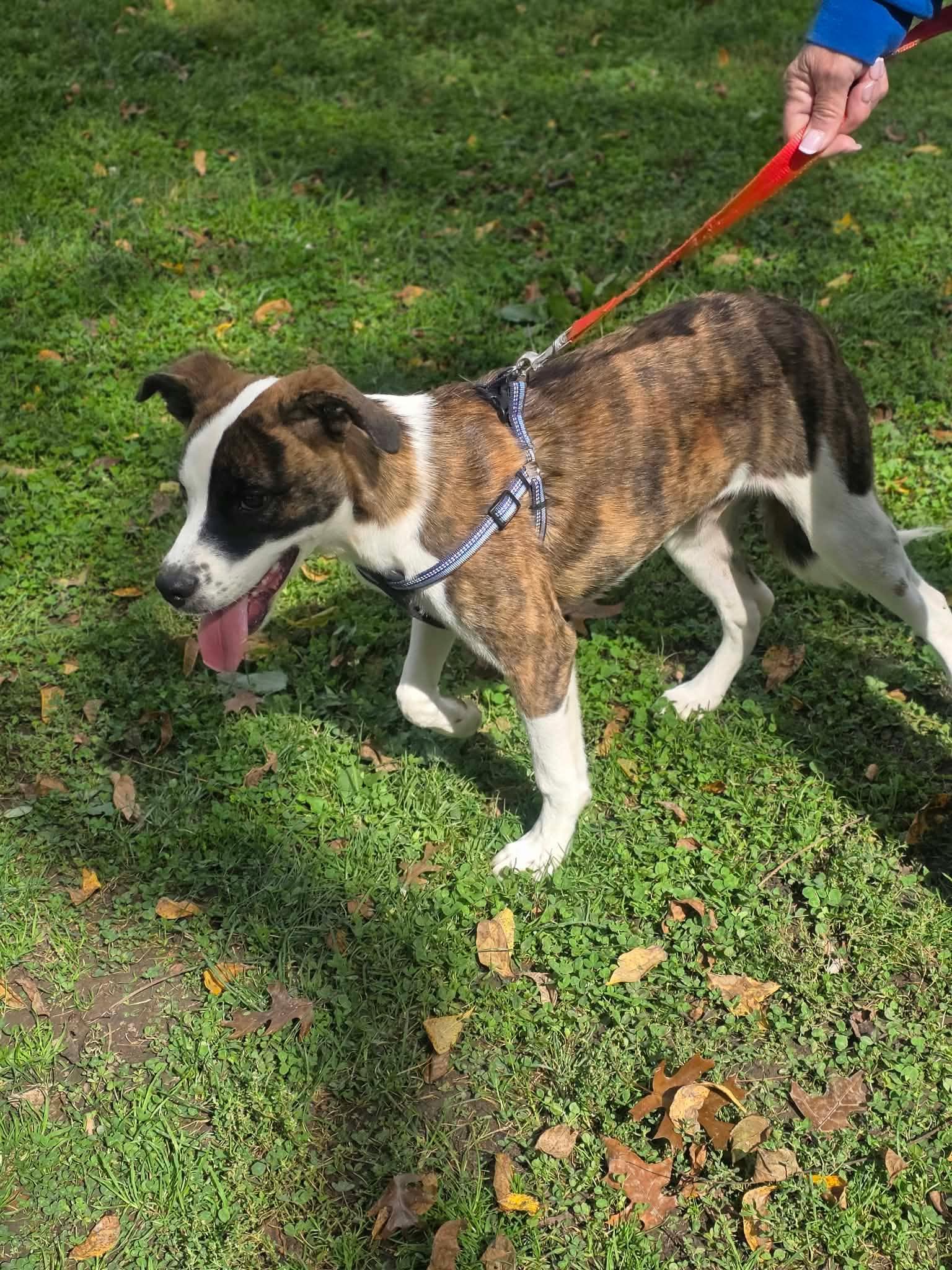 Enlarge Buddy, a Adoptable mixed breed in Harrodsburg, KY image 5/5
