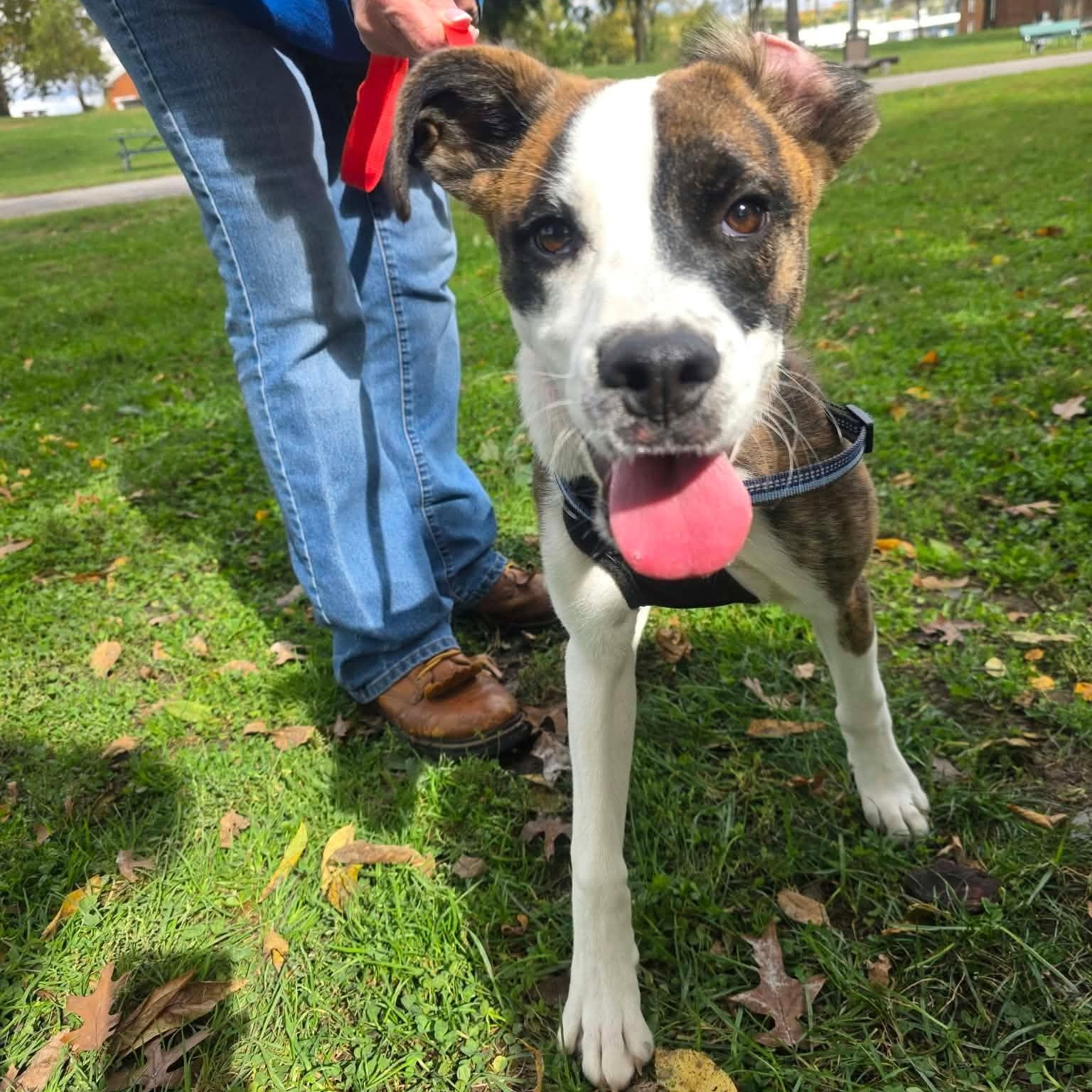 Buddy, Adoptable, Young Male Boxer.