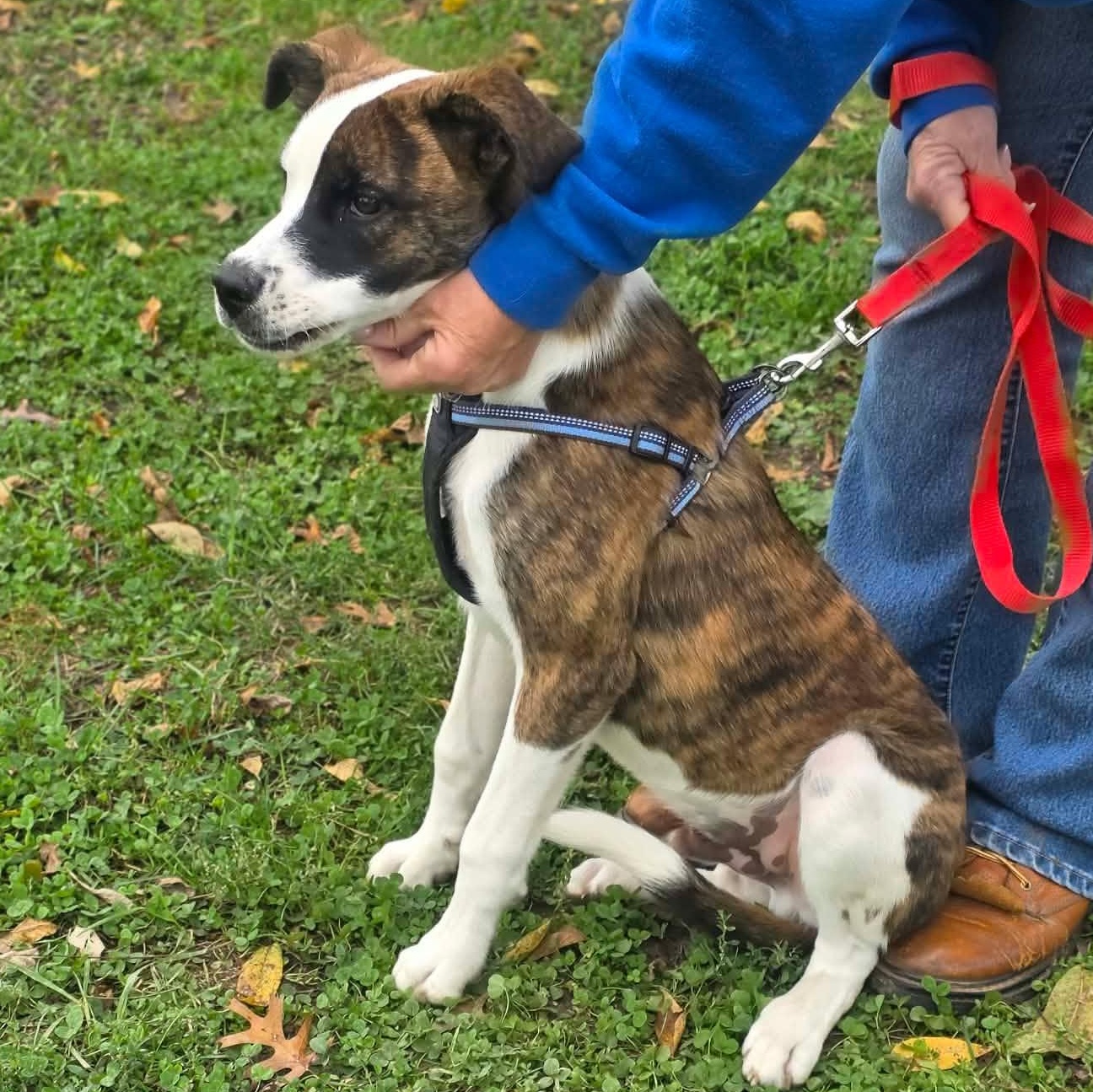 Enlarge Buddy, a Adoptable mixed breed in Harrodsburg, KY image 2/5