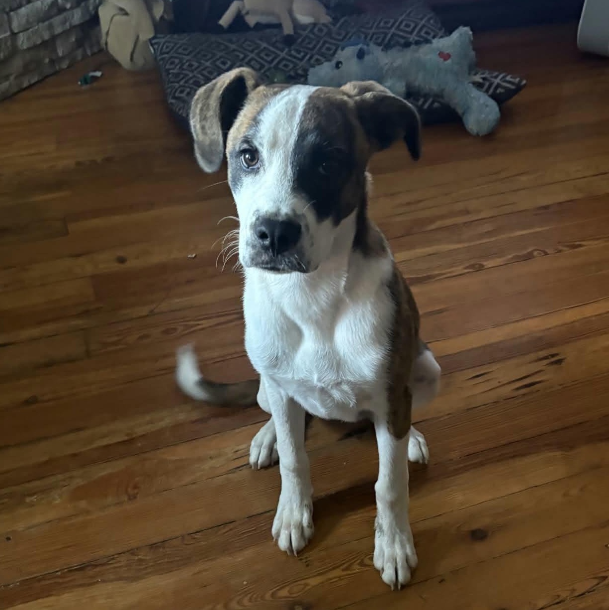 Enlarge Buddy, a Adoptable mixed breed in Harrodsburg, KY image 3/5