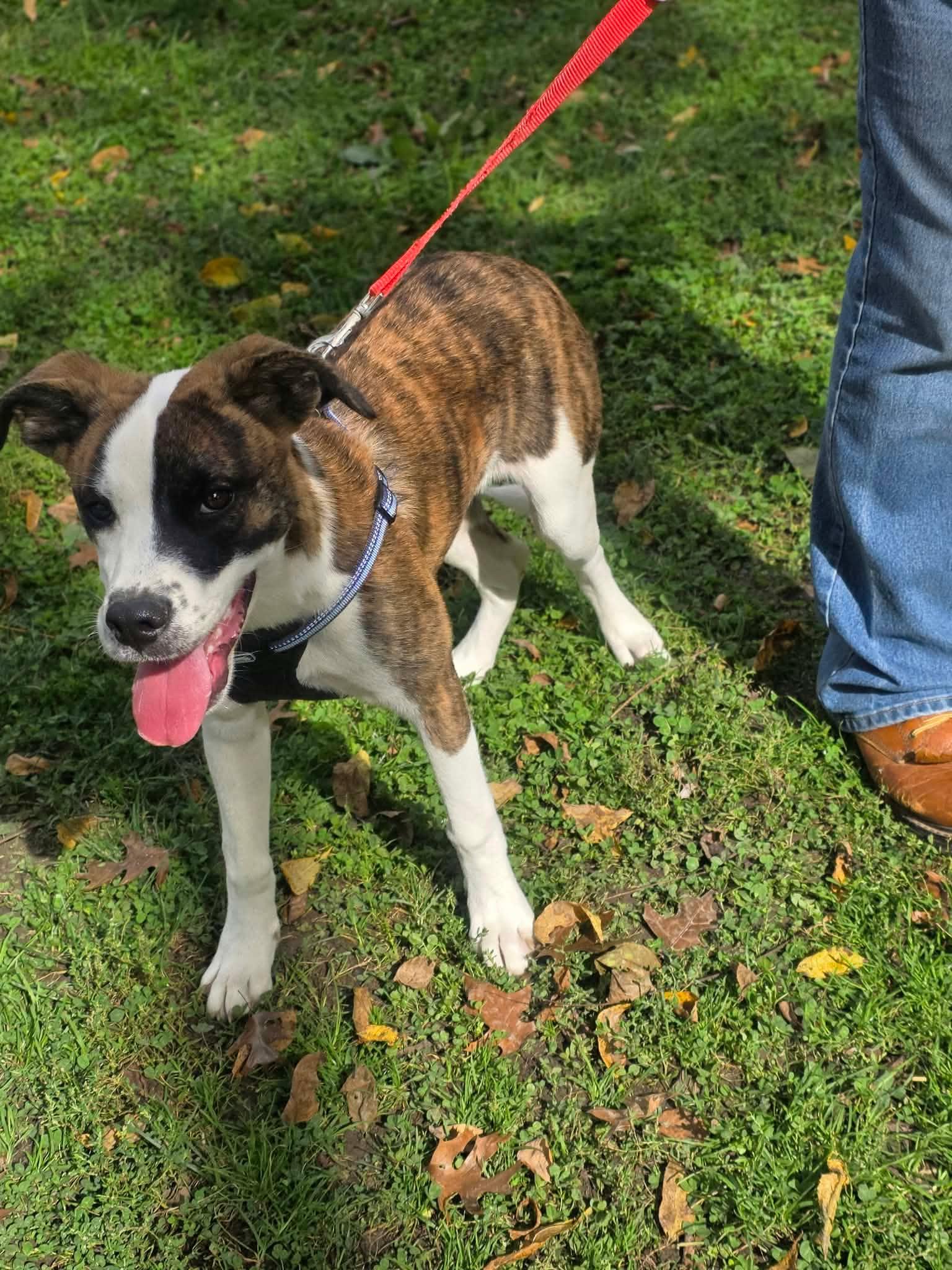 Enlarge Buddy, a Adoptable mixed breed in Harrodsburg, KY image 4/5