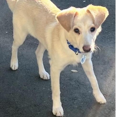 Enlarge Jacob, a ADOPTABLE mixed breed in Santa Rosa, CA image 2/2