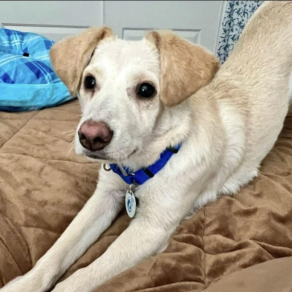 Jacob, ADOPTABLE, Young Male Mixed Breed.